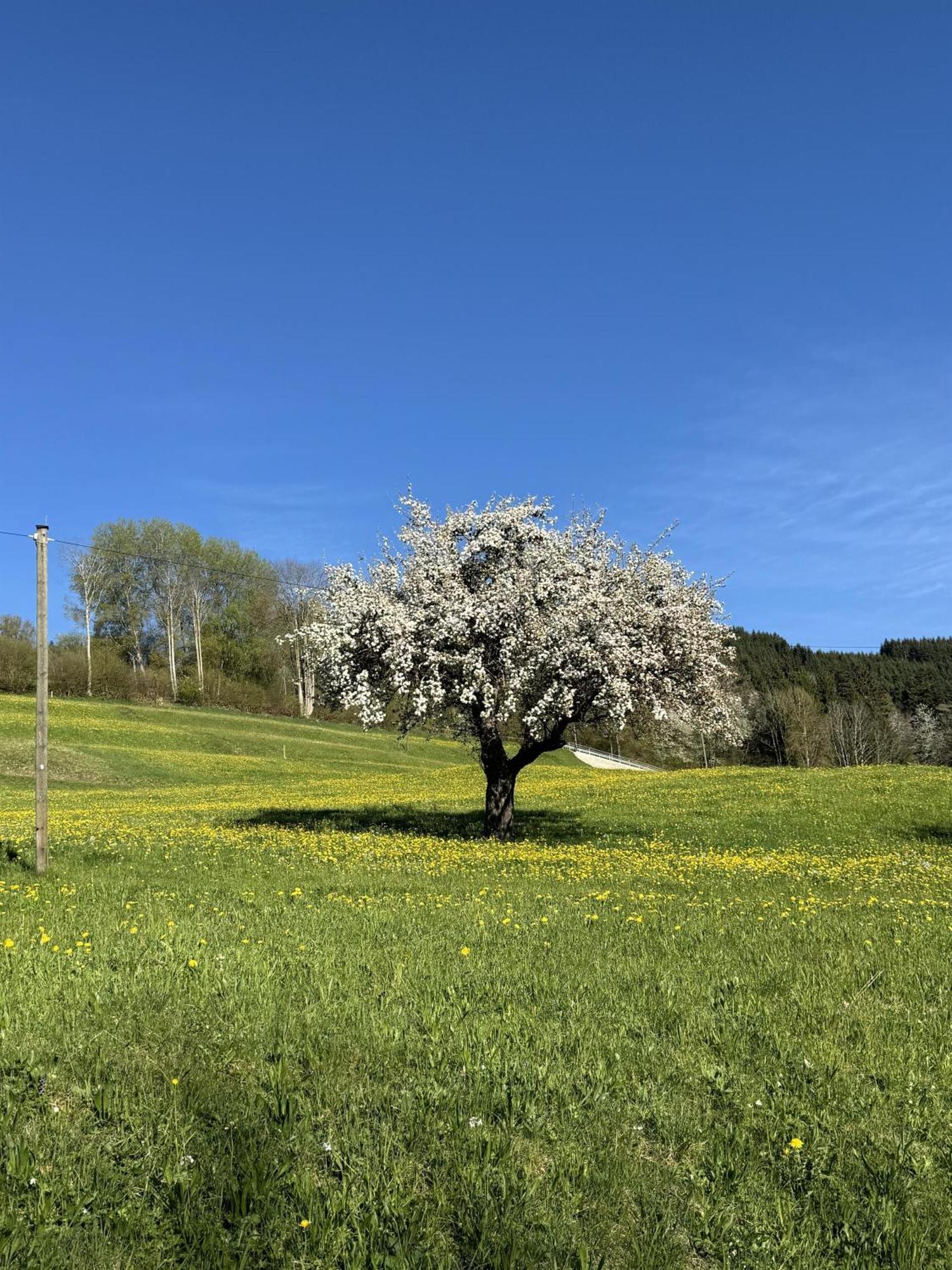 Ferienwohnungen Probst Ofterschwang Buitenkant foto